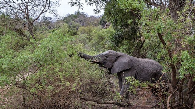 Entabeni Wildside Tented Camp » Zuid Afrika » Matoke Tours