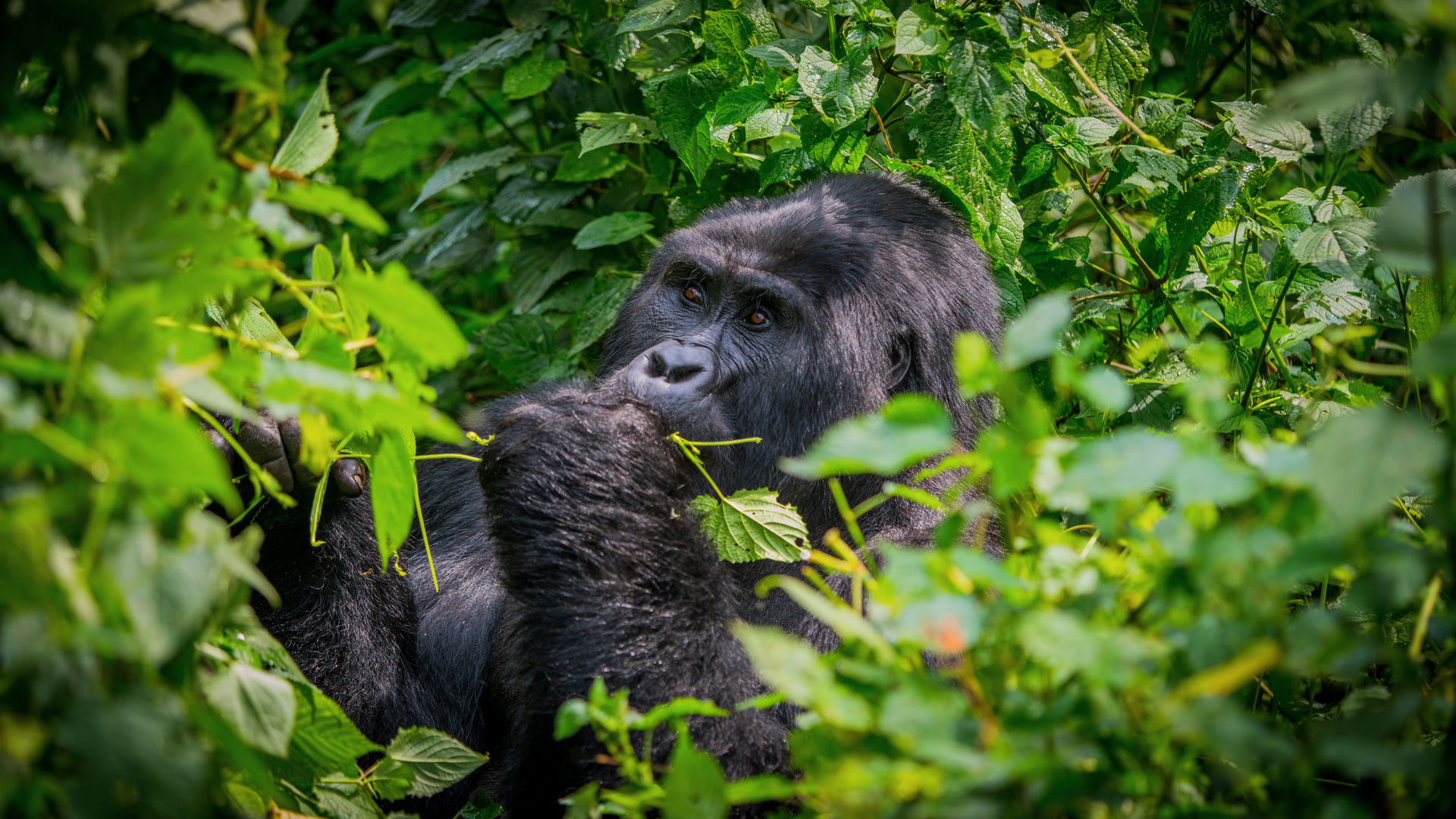 Verlenging Lake Mutanda & Gorilla's » Matoke