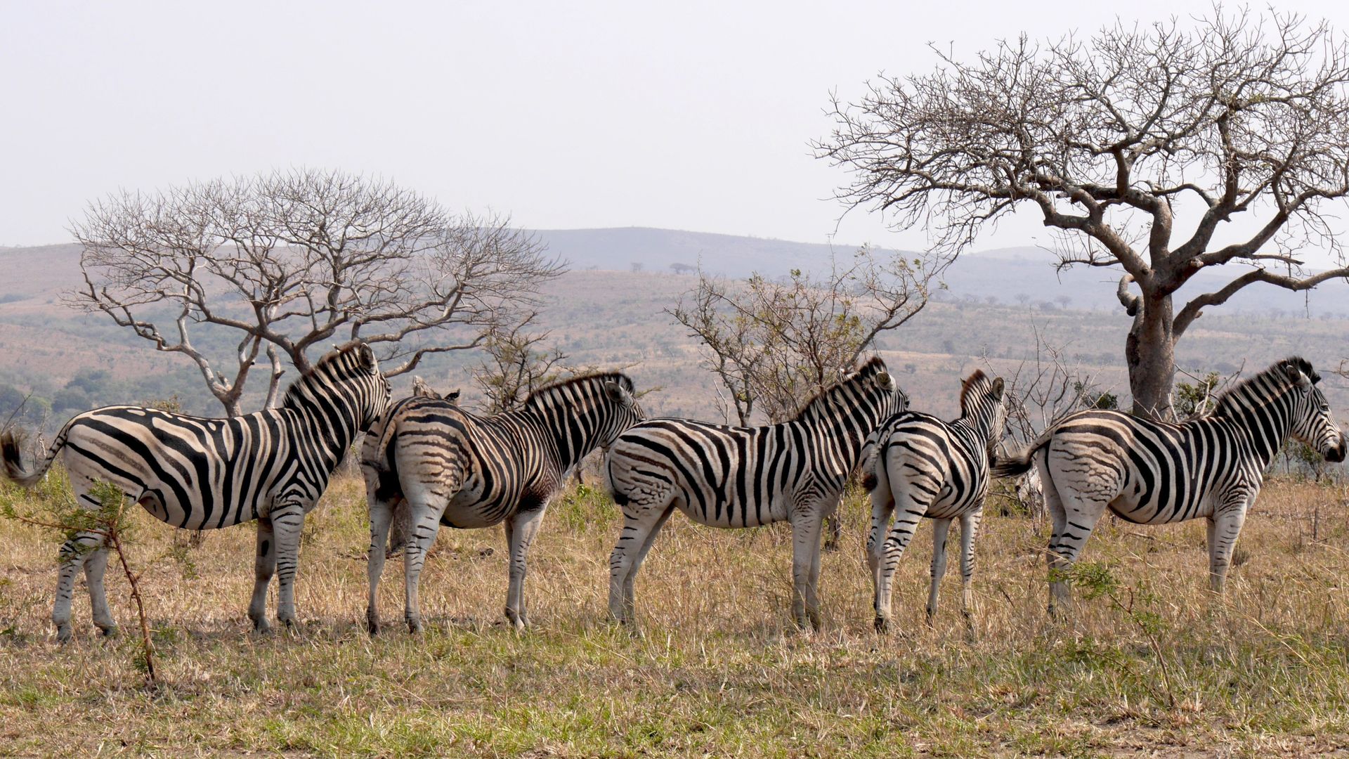 hluhluwe park