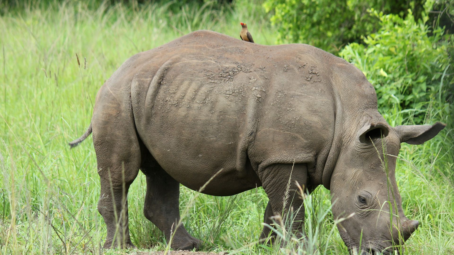 Hluhluwe-iMfolozi wildreservaat | Matoke Tours