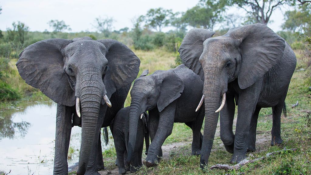 Hoyo Hoyo Safari Lodge » Zuid Afrika » Matoke Tours