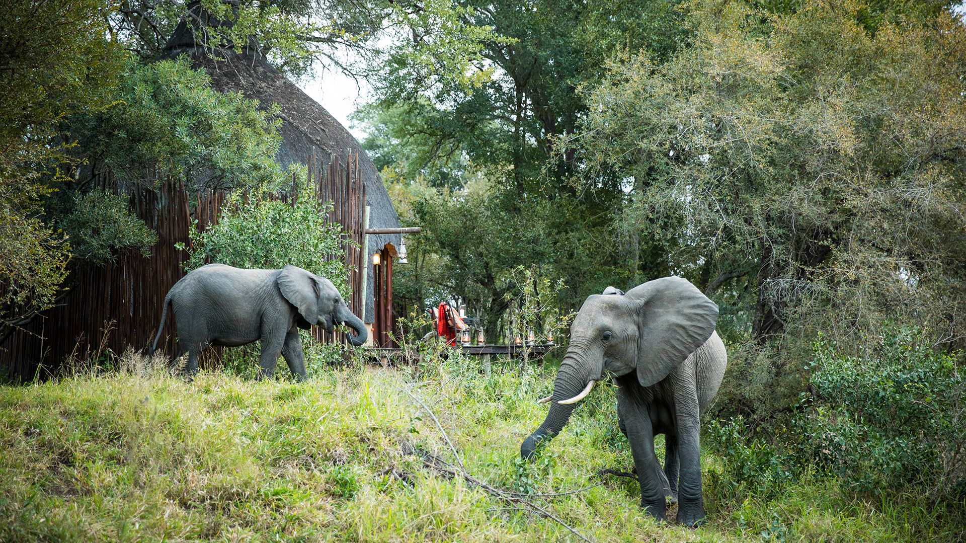 Hoyo Hoyo Safari Lodge » Zuid Afrika » Matoke Tours