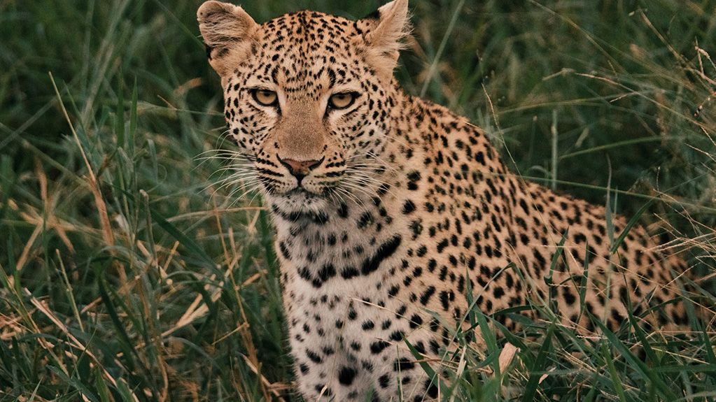 Hoyo Hoyo Safari Lodge » Zuid Afrika » Matoke Tours