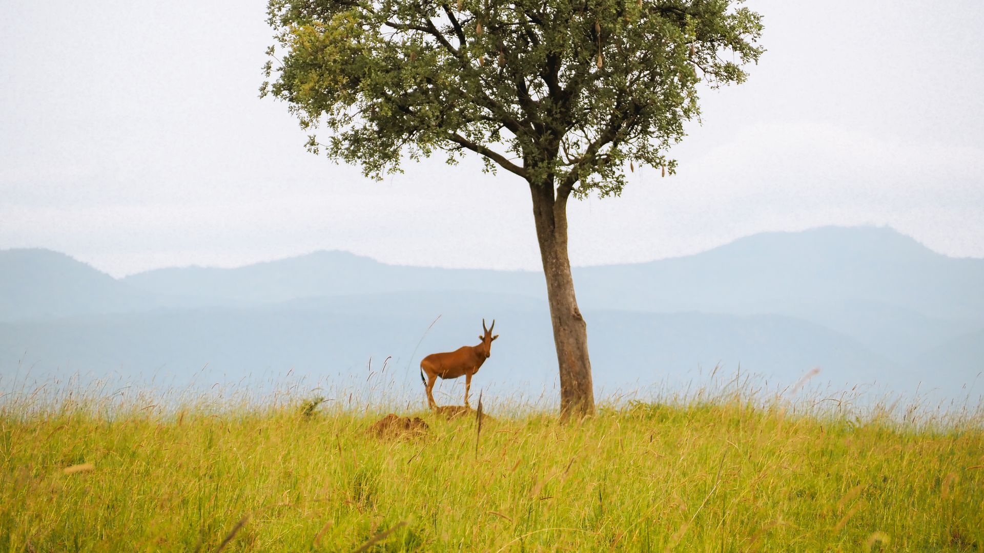 Reisspecialist Celia van Matoke Tours op studiereis door noordoost Oeganda