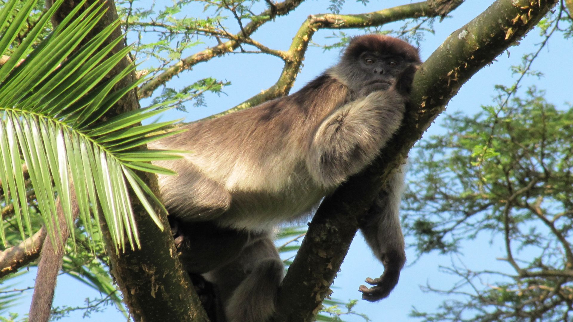 korte safari Oeganda – individuele prive reis – 1 week Uganda
