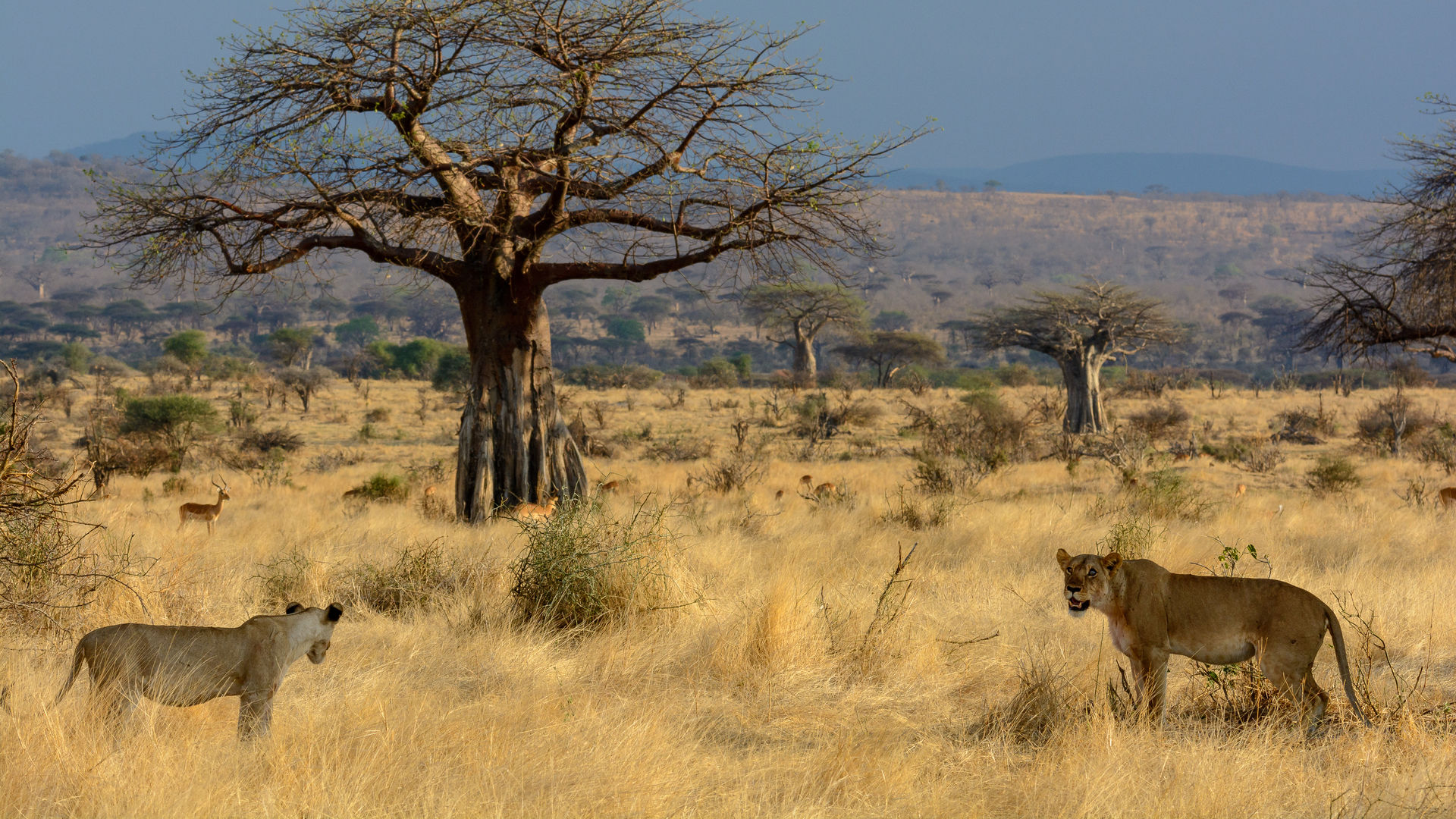 Zuid Tanzania safari met Comoren - Matoke Tours