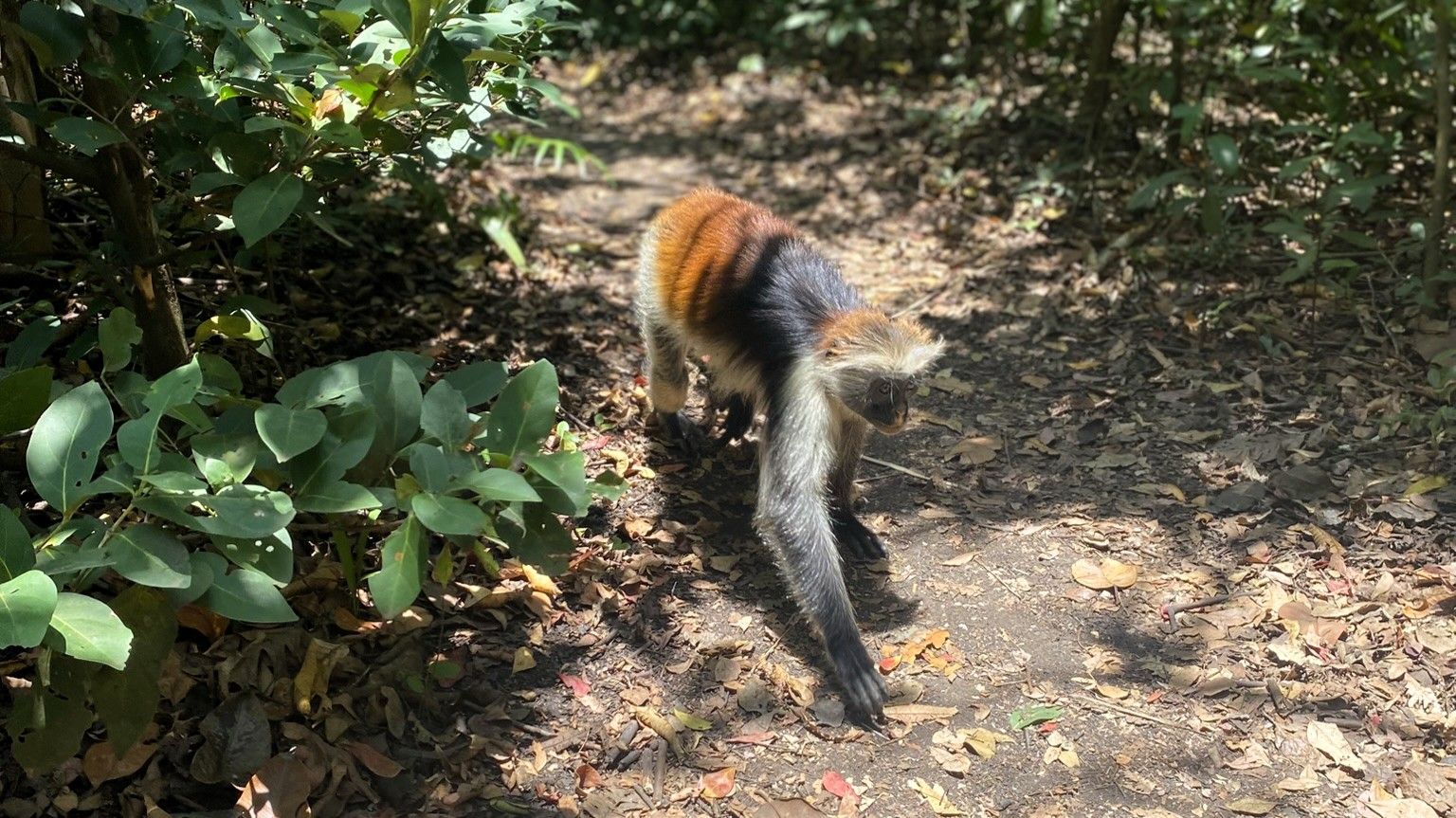 Jozani Forest - hier leeft de Rode Colobusaap | Matoke Tours