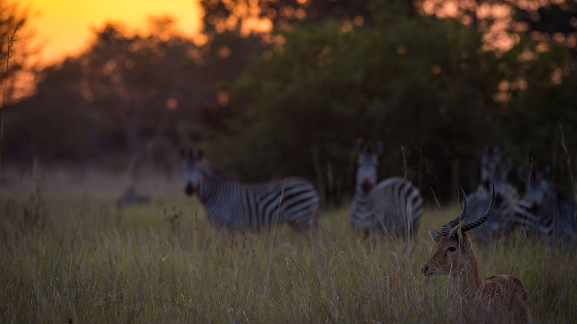 Kutandala Camp » Zambia » Matoke Tours