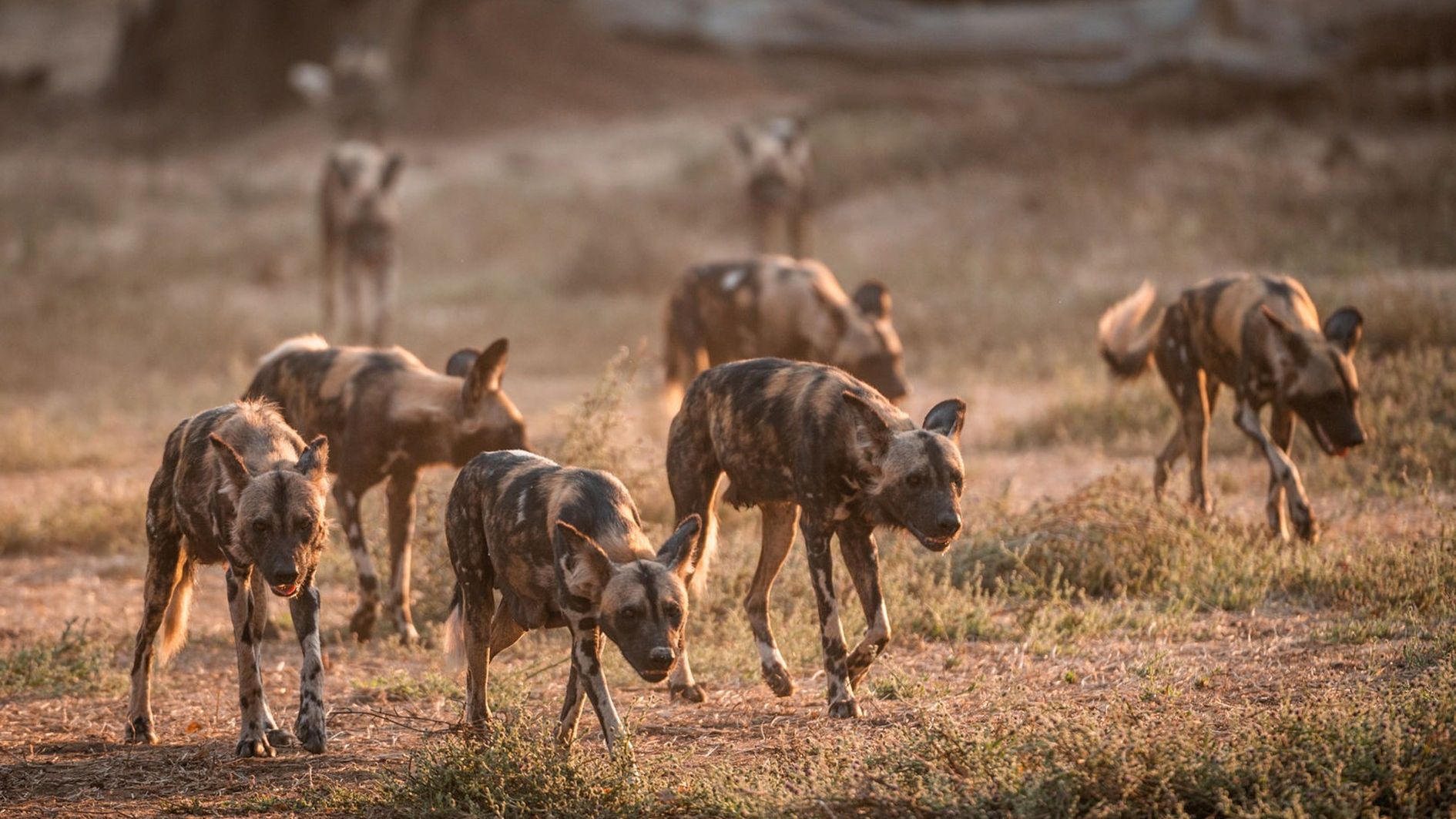 Kutandala Camp » Zambia » Matoke Tours