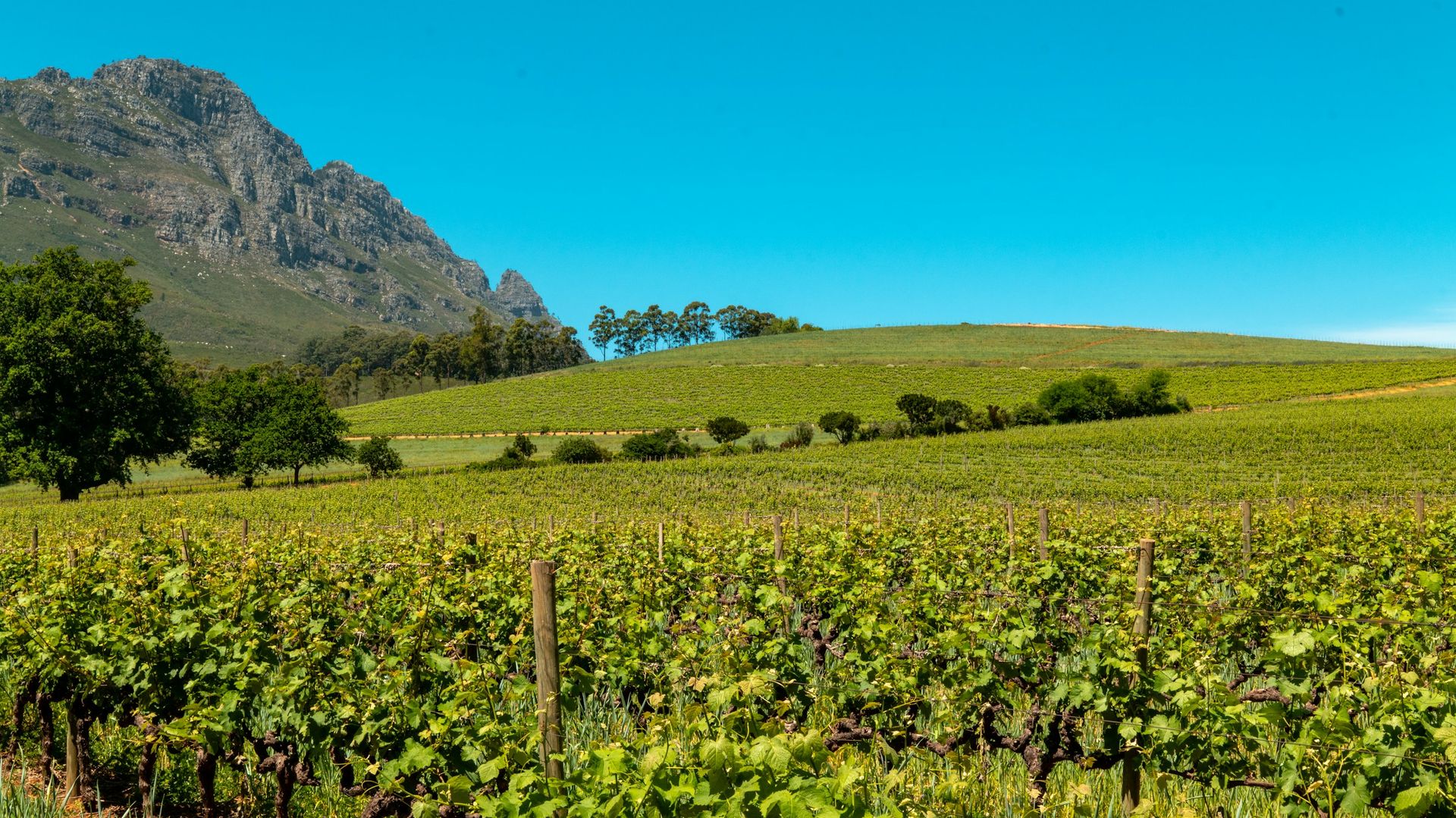 Stellenbosch - het wijnbouwcentrum van Zuid-Afrika | Matoke Tours