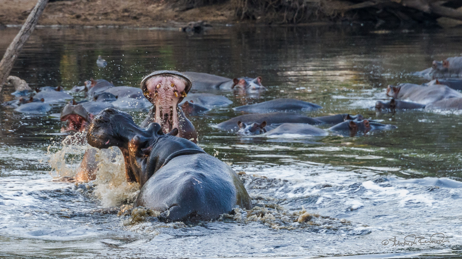 13-daagse safari reis door Zambia: Busanga Plains en South Luangwa