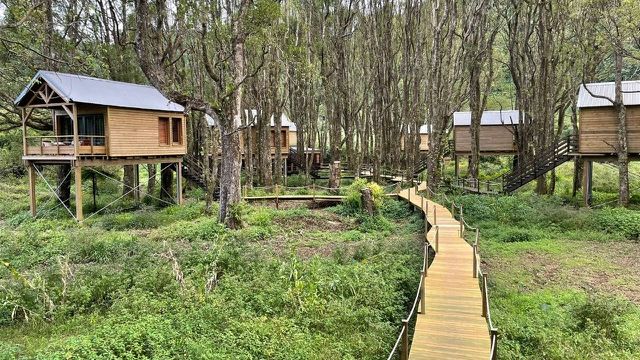 Kanopea Forest Lodge » Matoke