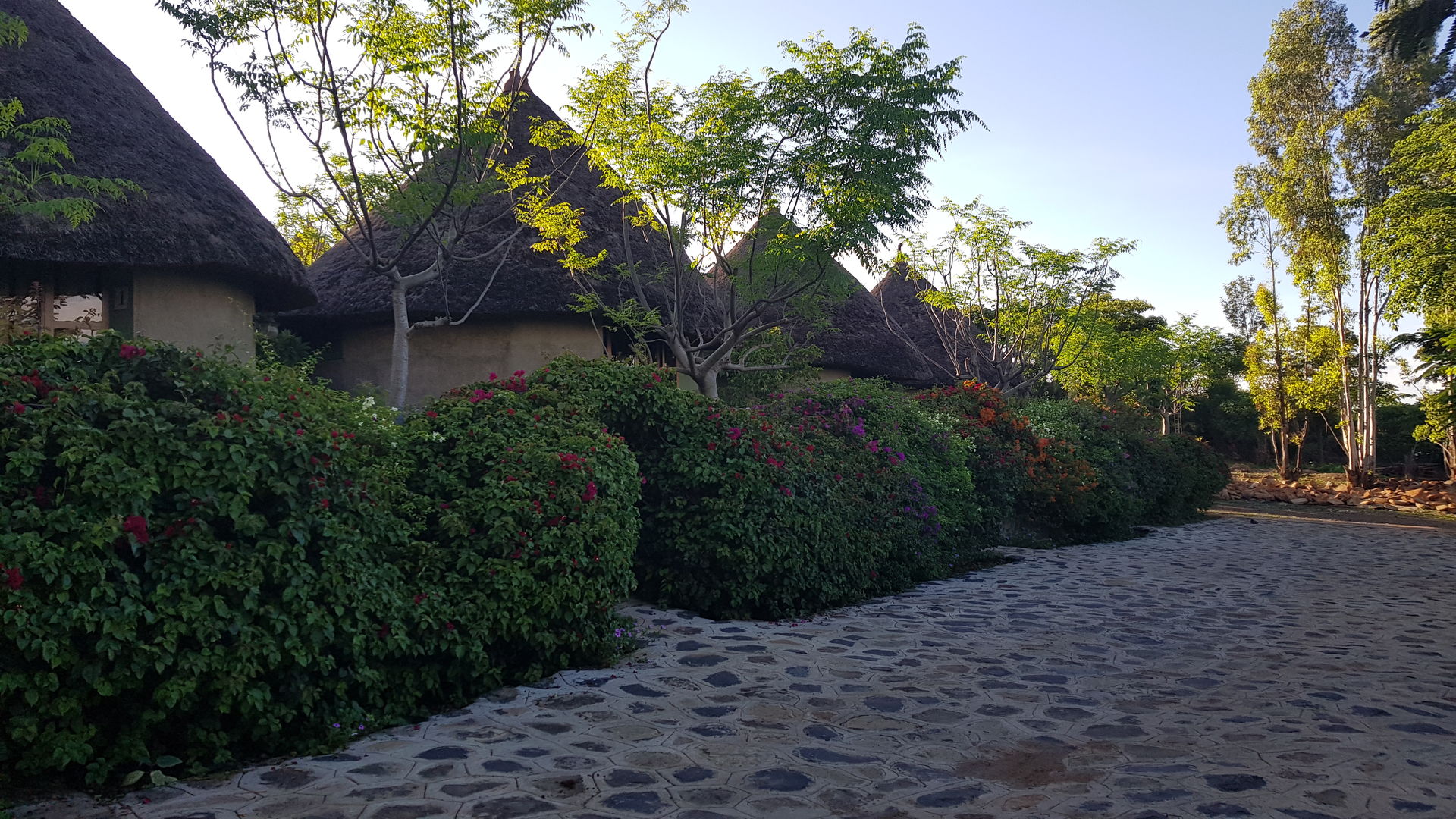 Kanta Lodge » Matoke