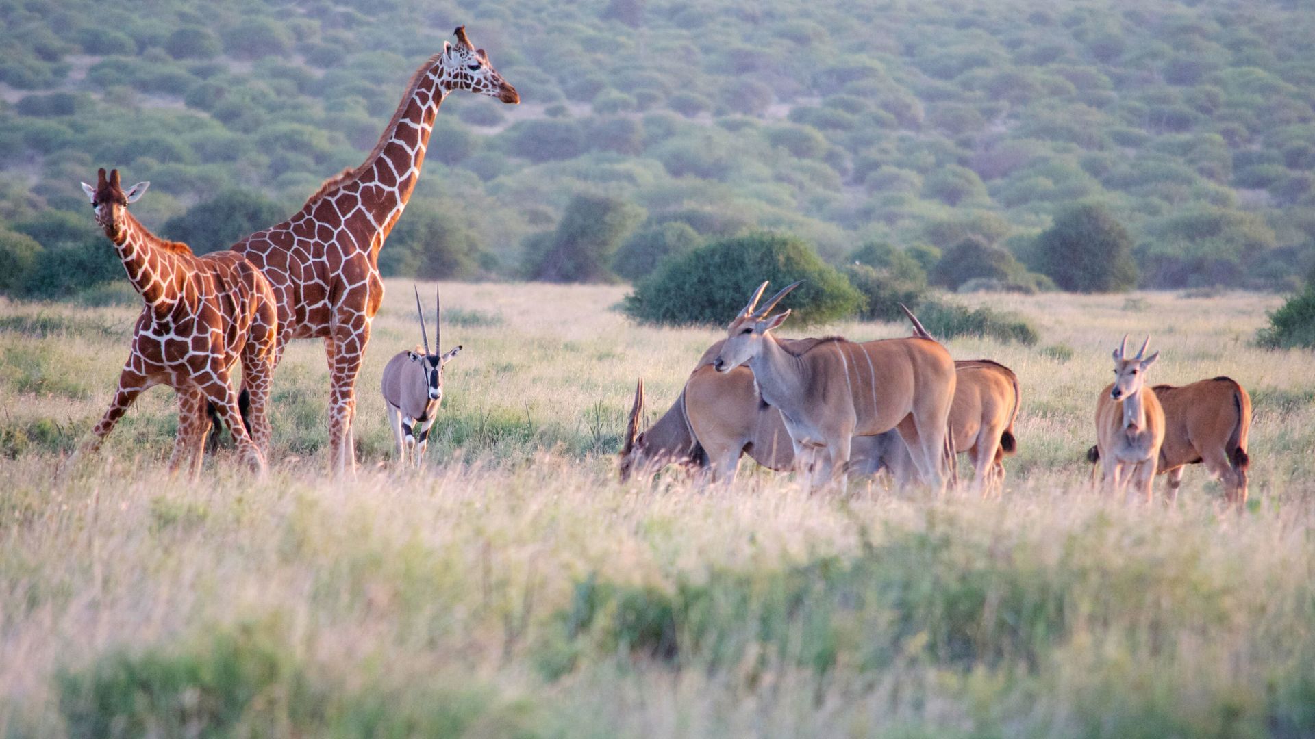 Verlenging Laikipia wandelsafari » Matoke