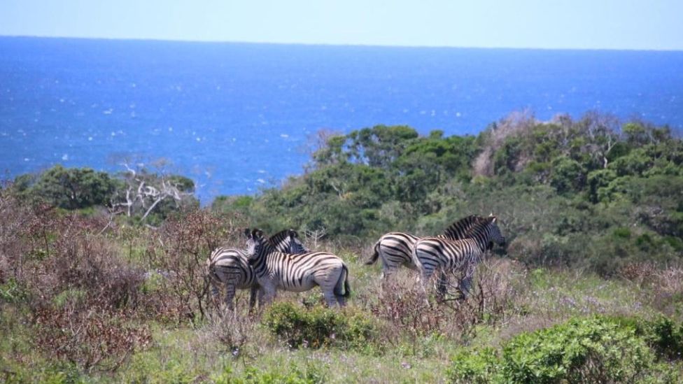 St. Lucia Kingfisher Lodge » Matoke