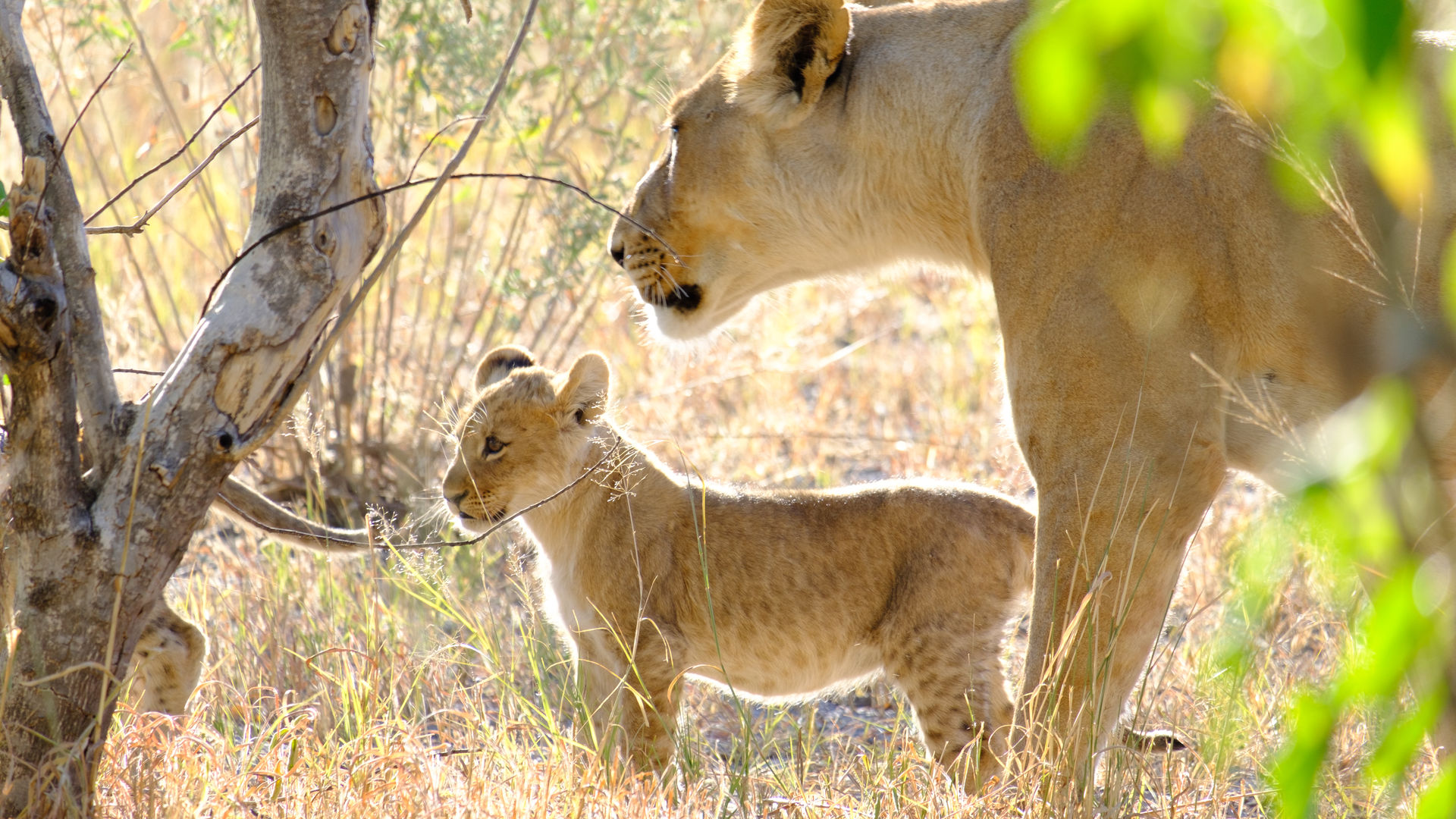 Zambia Botswana - Safari rondreis met Matoke Tours