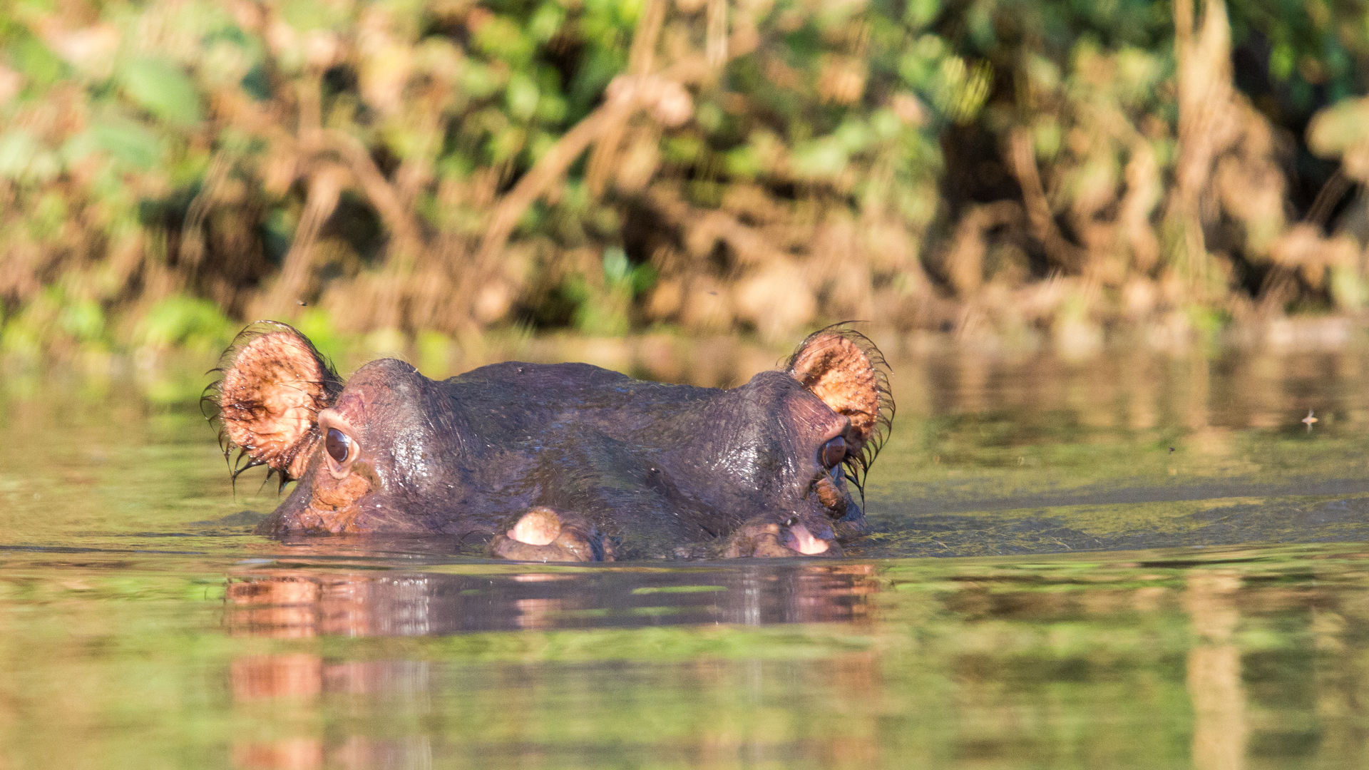 Lower Zambezi Zambia verlenging met Matoke Tours.
