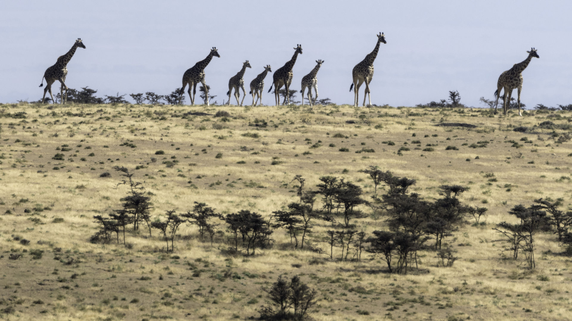 Serengeti vakantie - 10 dagen Serengeti reis | Matoke Tours