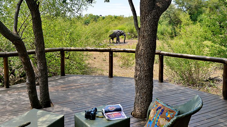 Motswiri Private Safari Lodge » Matoke