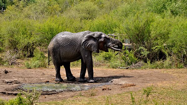 Motswiri Private Safari Lodge » Matoke