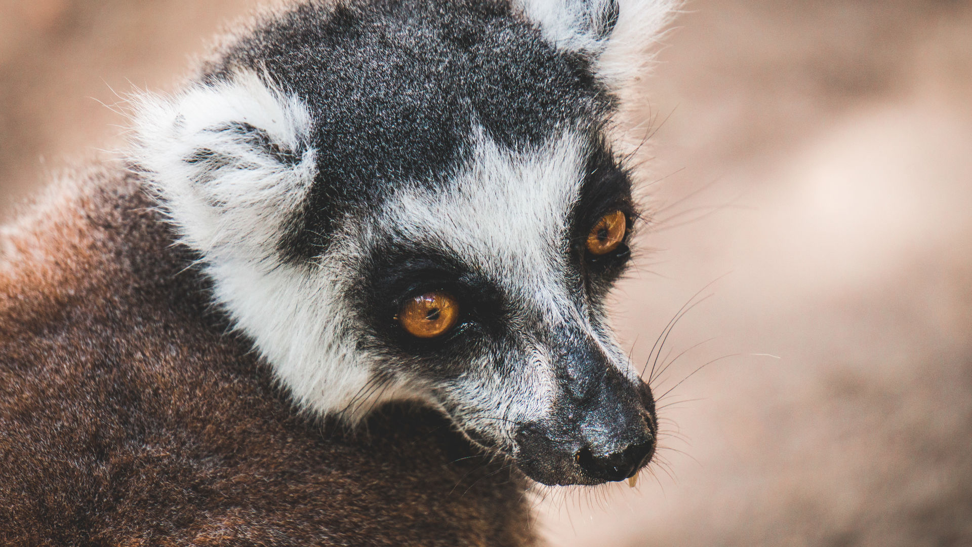 De lemuren van Madagascar » Matoke