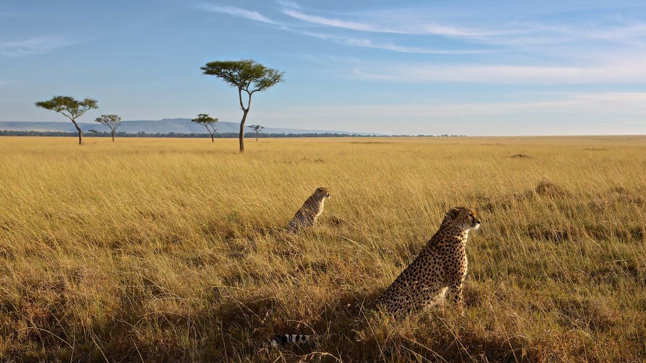 Kenia Safari en strand » Matoke