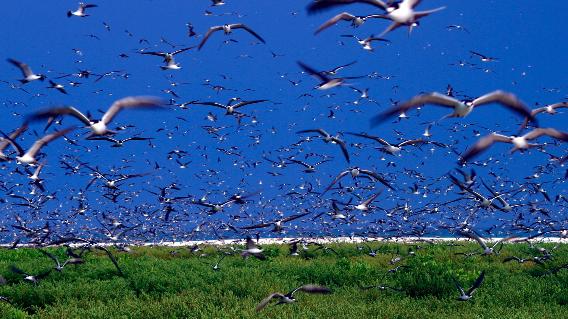 Bird Island Seychellen | Tips en informatie | Matoke Tours