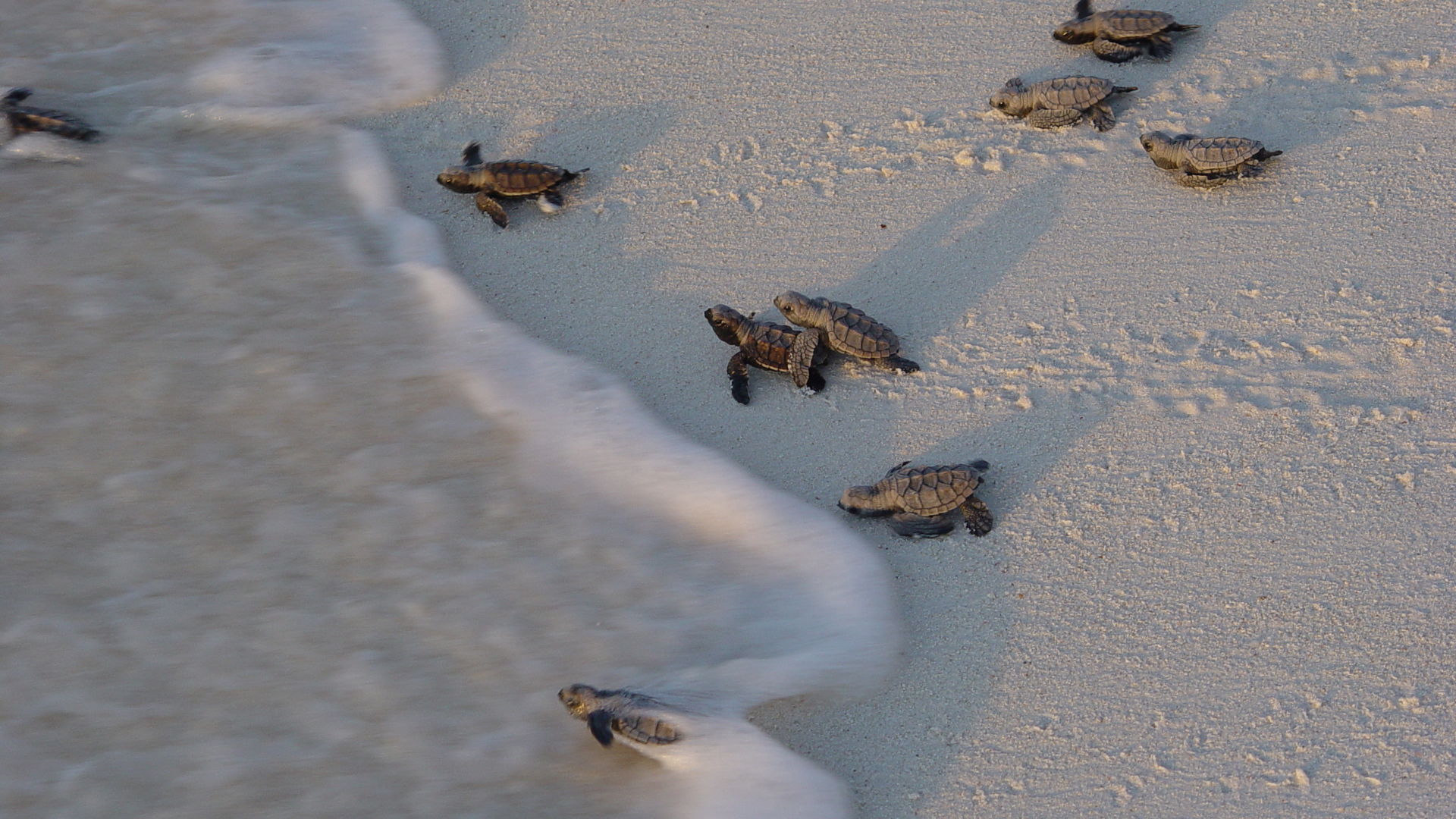 Bird Island Seychellen | Tips en informatie | Matoke Tours