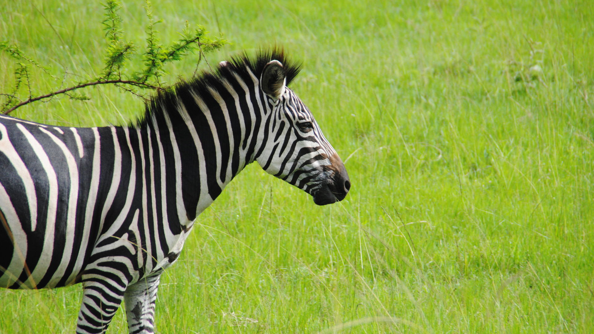 Met gezin op safari naar Oeganda en Zanzibar