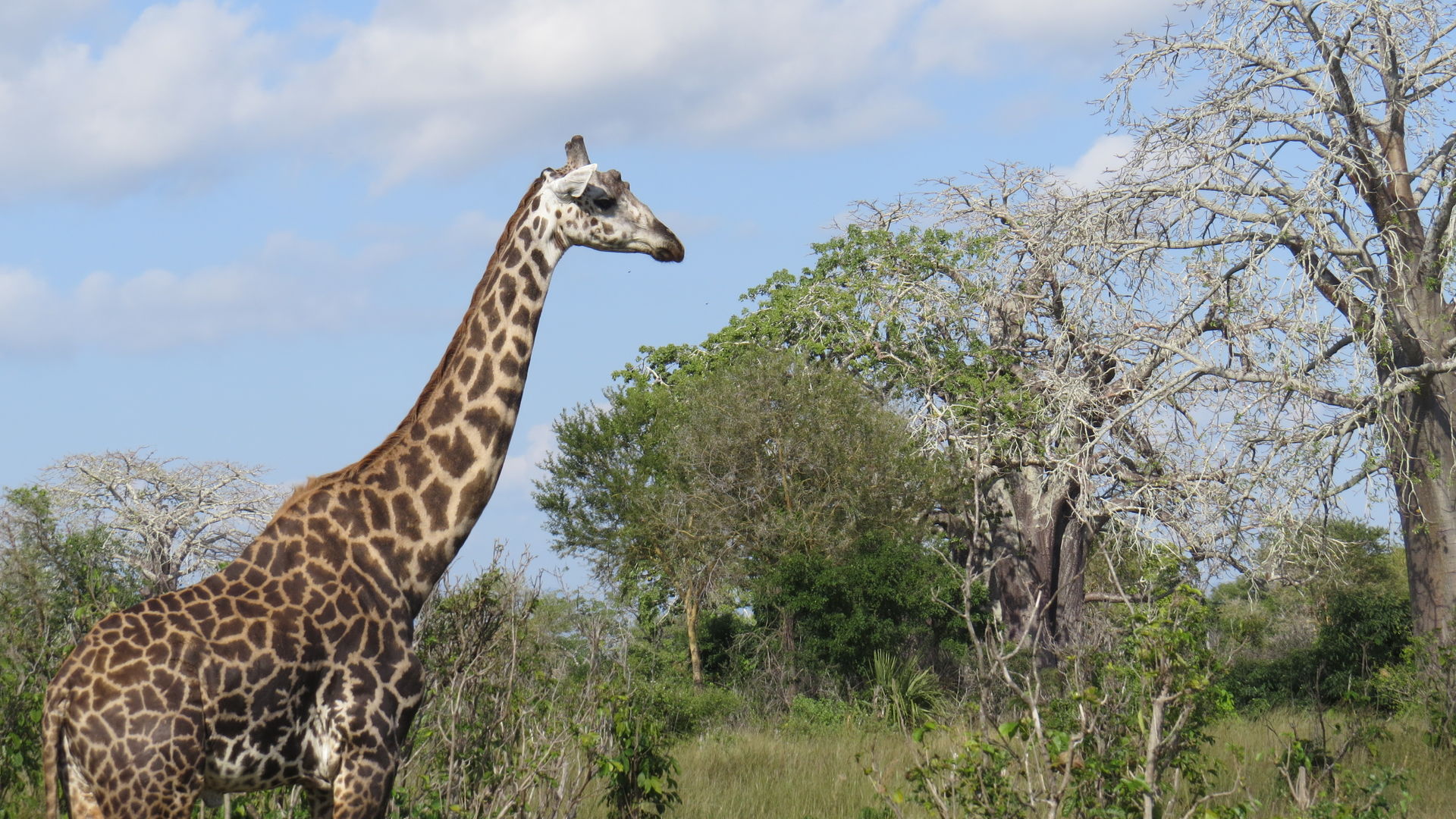 Mikumi National Park - safari zuid Tanzania reis