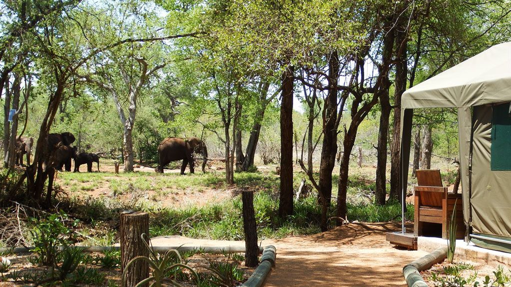 nDzuti Bush Camp » Matoke