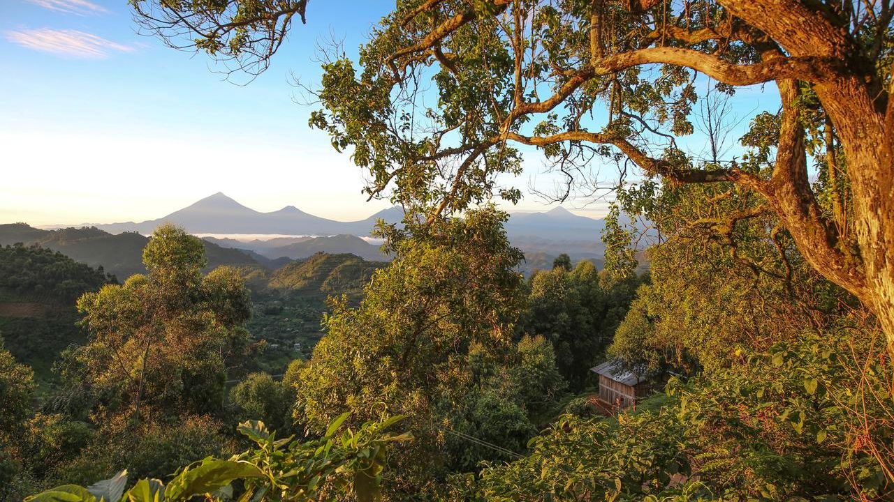 Nkuringo Bwindi Gorilla Lodge » Matoke