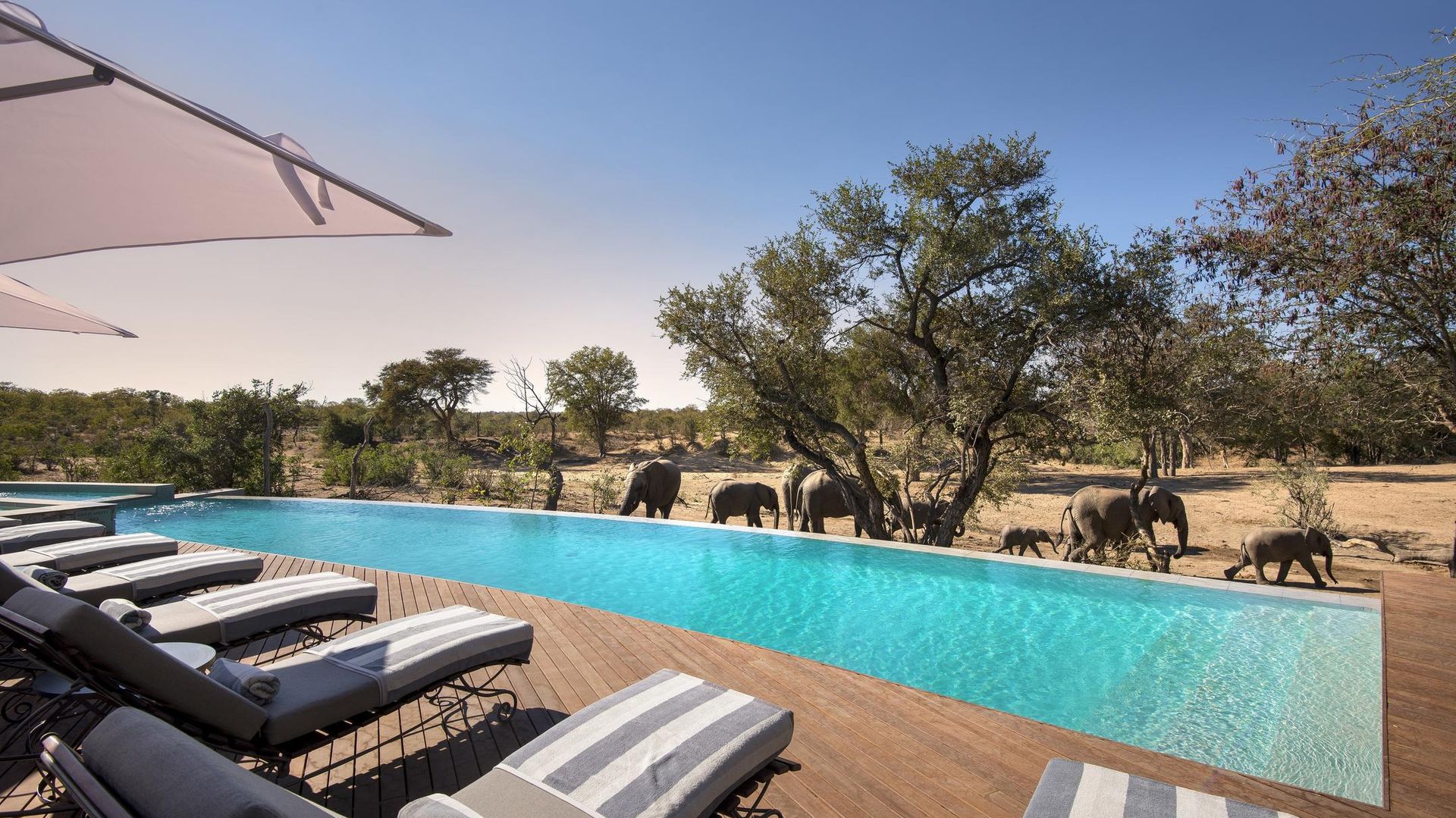 Ngala Safari Lodge » Matoke
