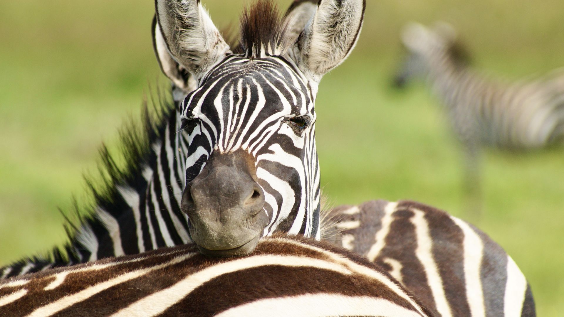 Safari met kinderen - Matoke Tours familiereizen in Afrika