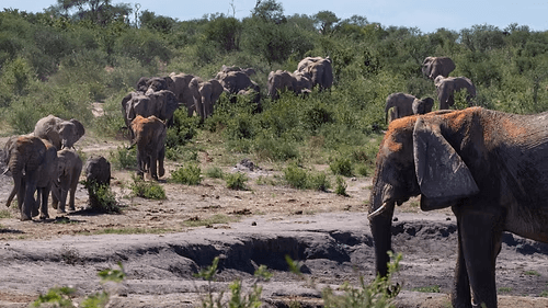 Nhoma Safari Camp » Namibië » Matoke Tours