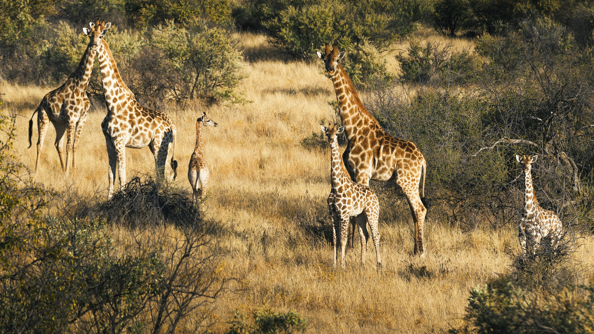 Exclusieve fly-in-safari Namibie | 12-daagse vliegrondreis in stijl