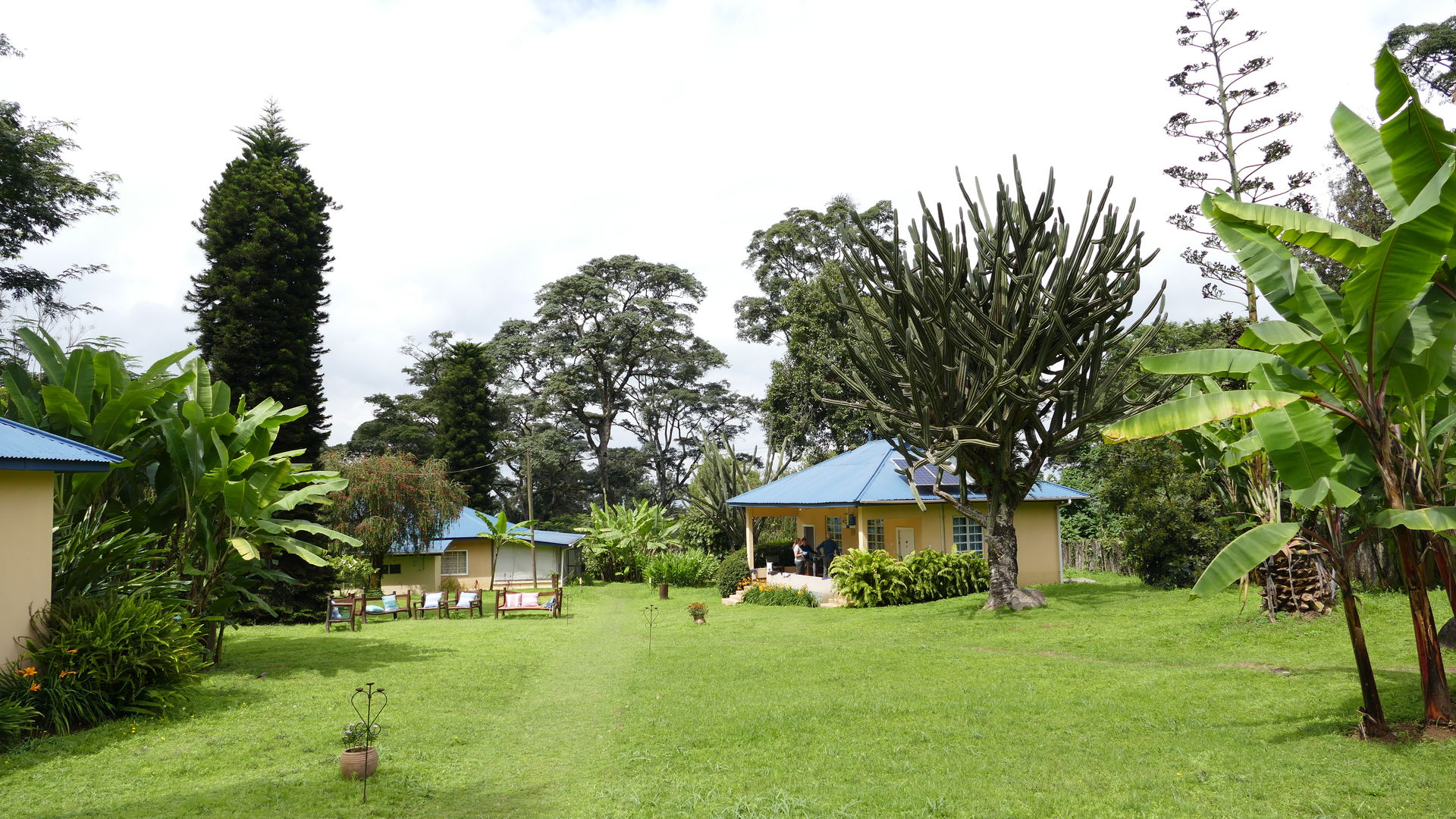 Halisi Kilimanjaro Machame Farm » Matoke