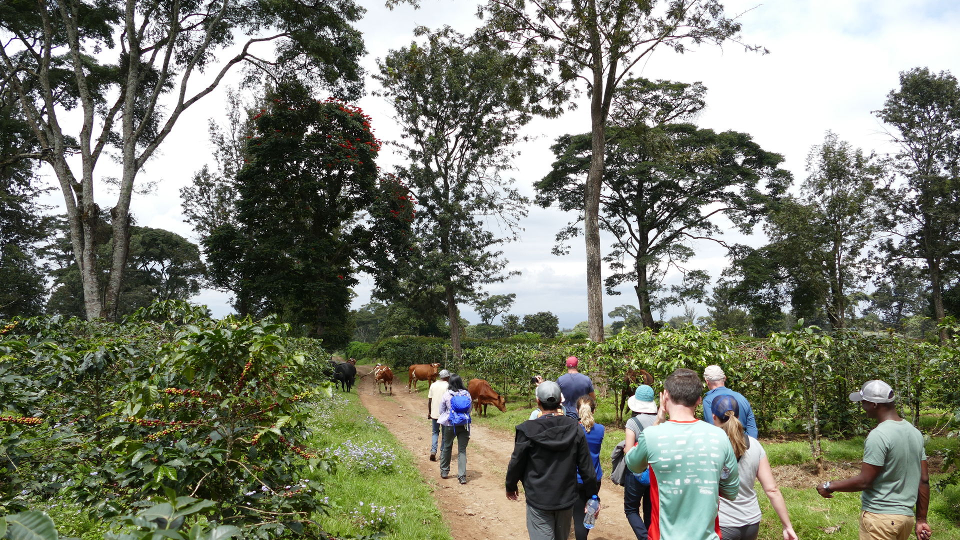 Halisi Kilimanjaro Machame Farm » Matoke