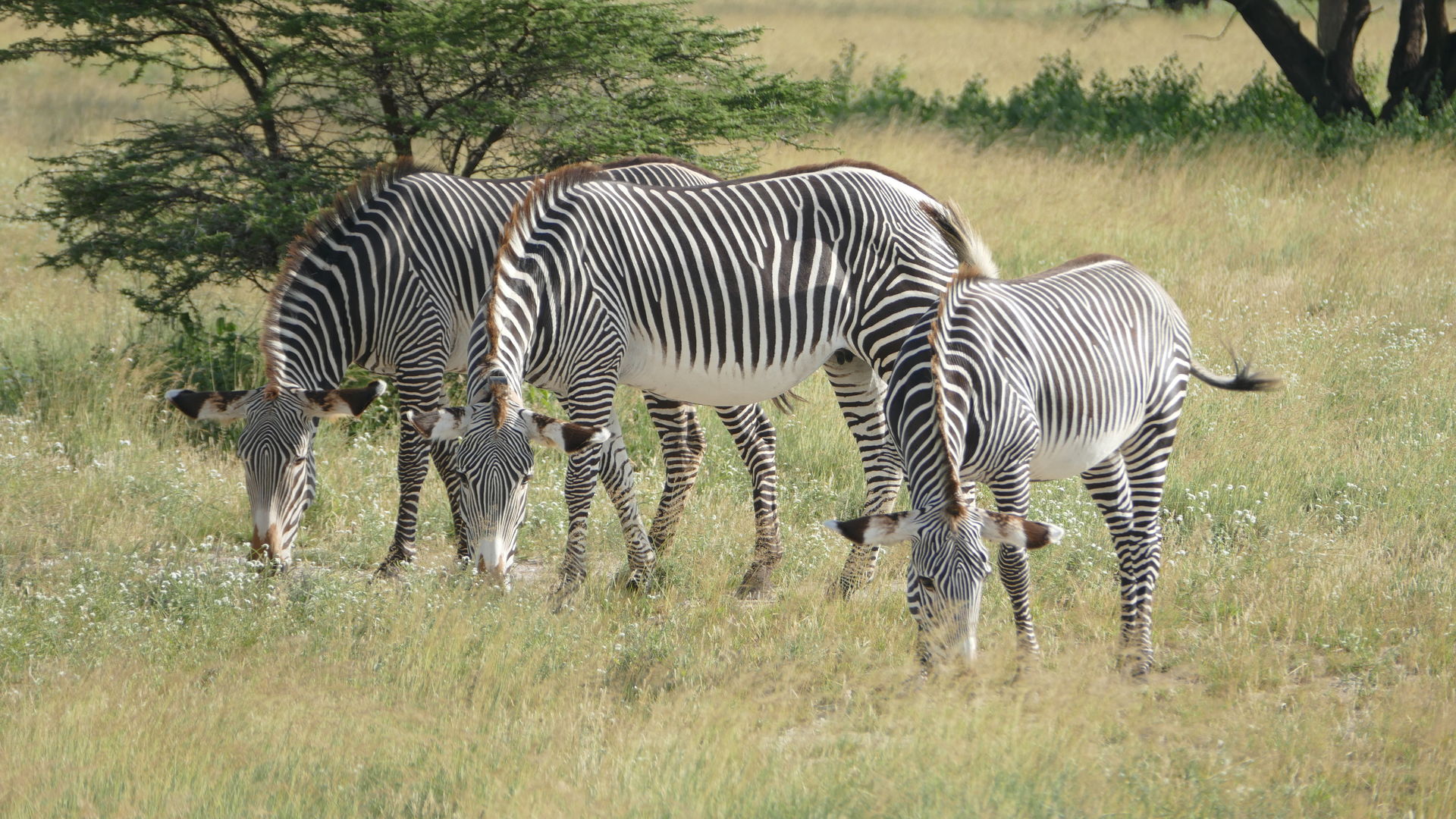 Privéreis Kenia Zanzibar safari strand - 15 dagen|Matoke Tours