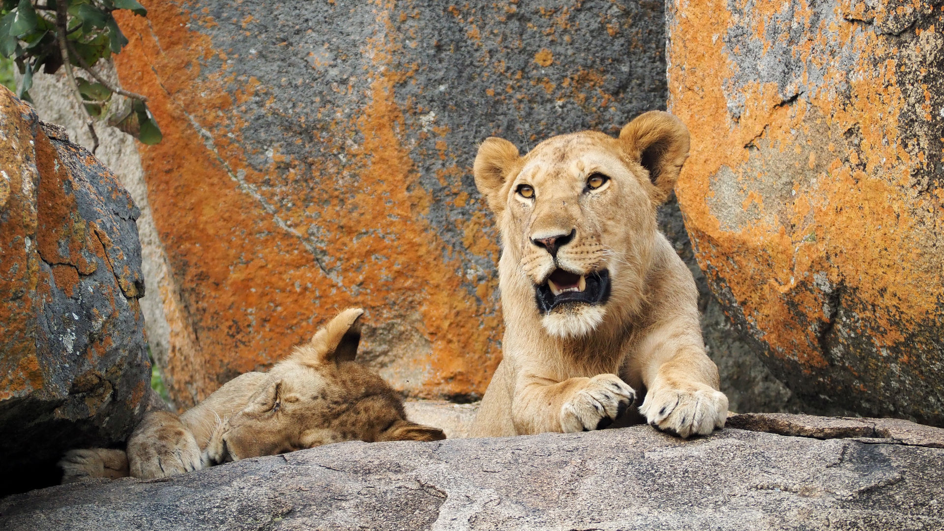 Safari Tanzania prijzen - Hoeveel kost een Tanzania safari?