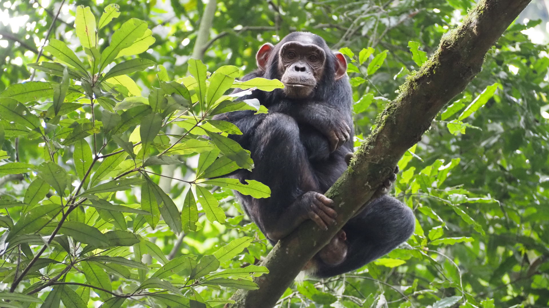 Kibale Forest | Chimpanzee trekking in Uganda | Matoke Tours