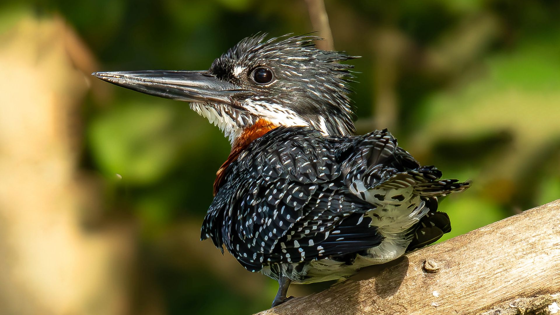 Fotograaf: Liesbeth Vroege
Noteer naam en/of tag @liesbethvroegenaturephoto wanneer je deze foto gebruikt.