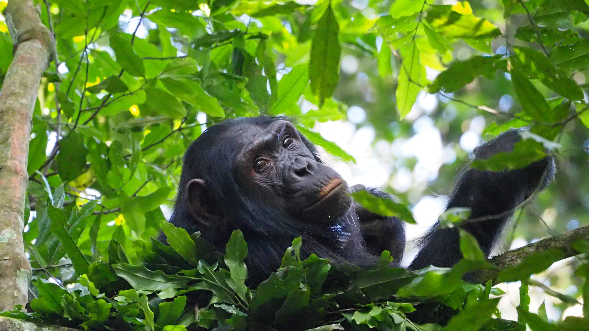 Sisterhood safari Rwanda en Oeganda | Reizen voor vrouwen in Afrika