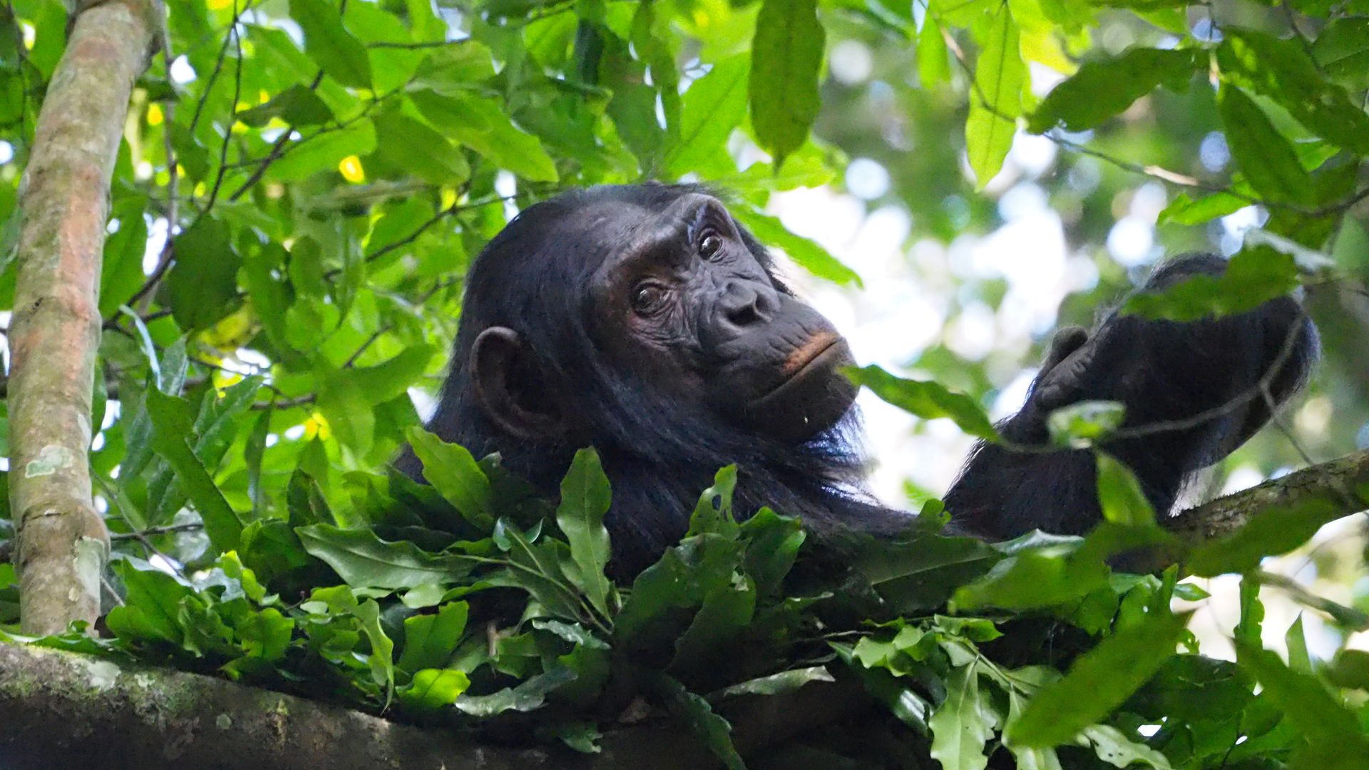 Oeganda actief met Rwenzori trekking | Wandelen en hiken in Oeganda
