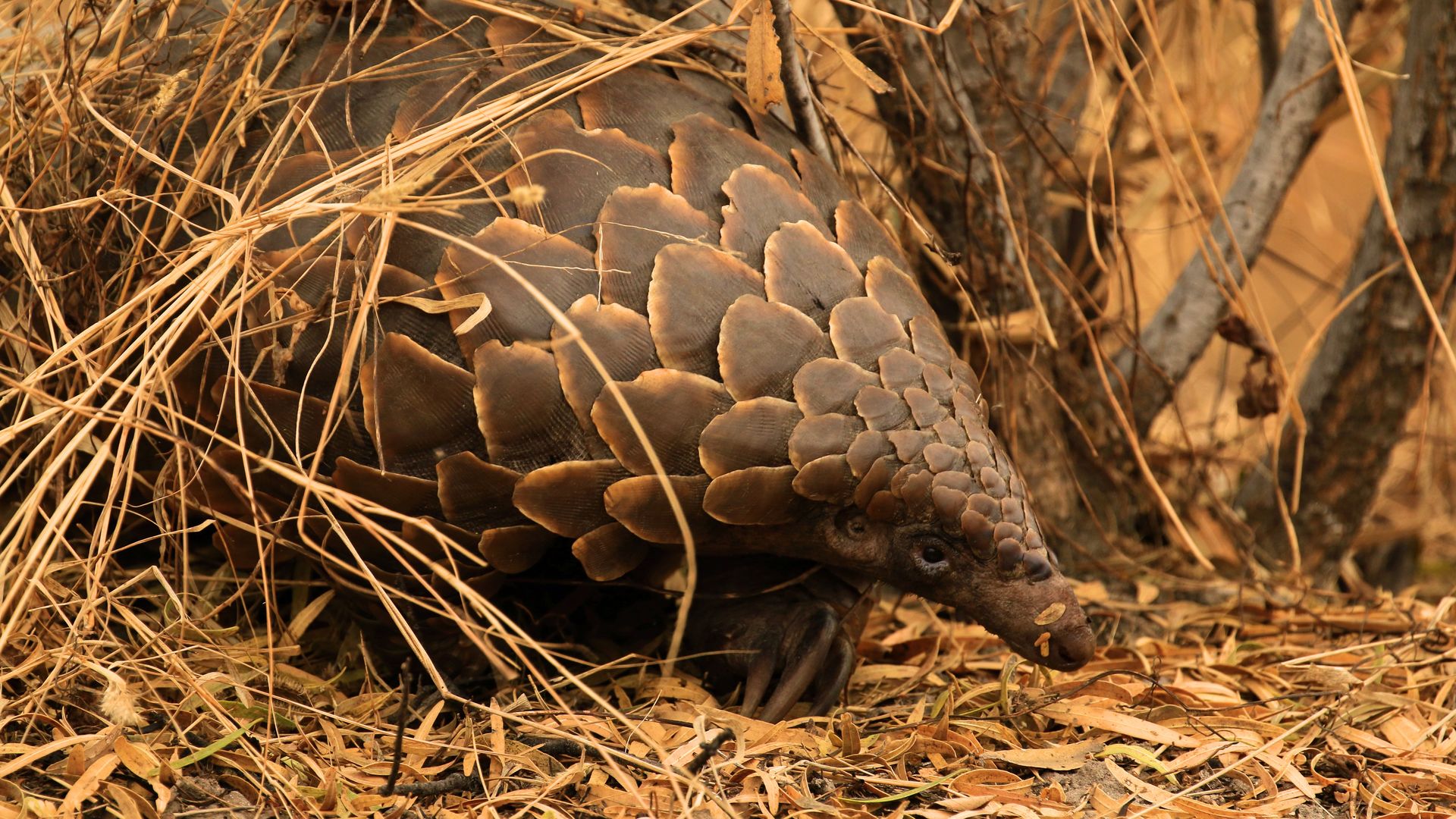 Zambia Botswana - Safari rondreis met Matoke Tours