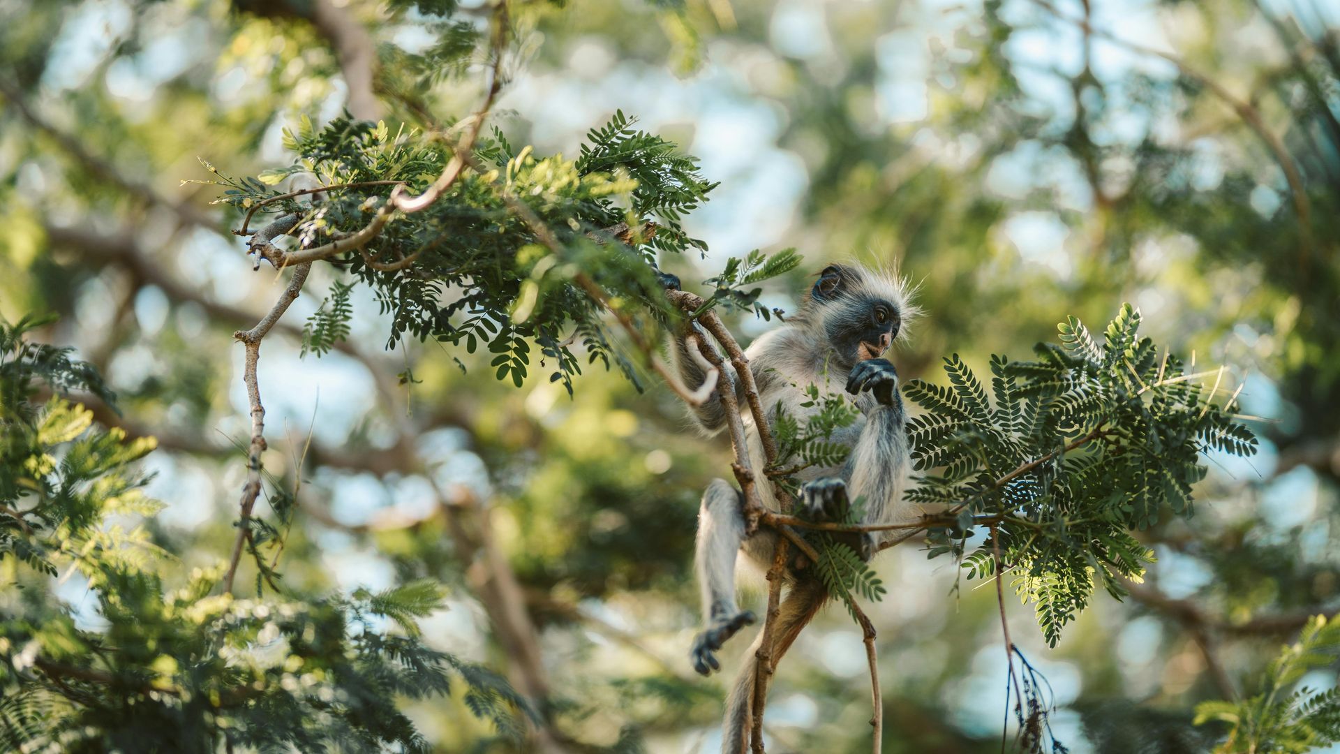 Jozani Forest - hier leeft de Rode Colobusaap | Matoke Tours