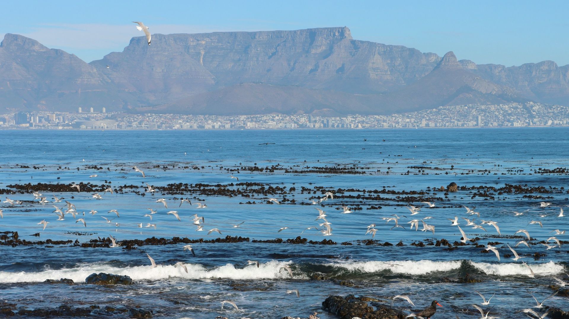 Robbeneiland - symbool van vrijheid en veerkracht | Matoke Tours