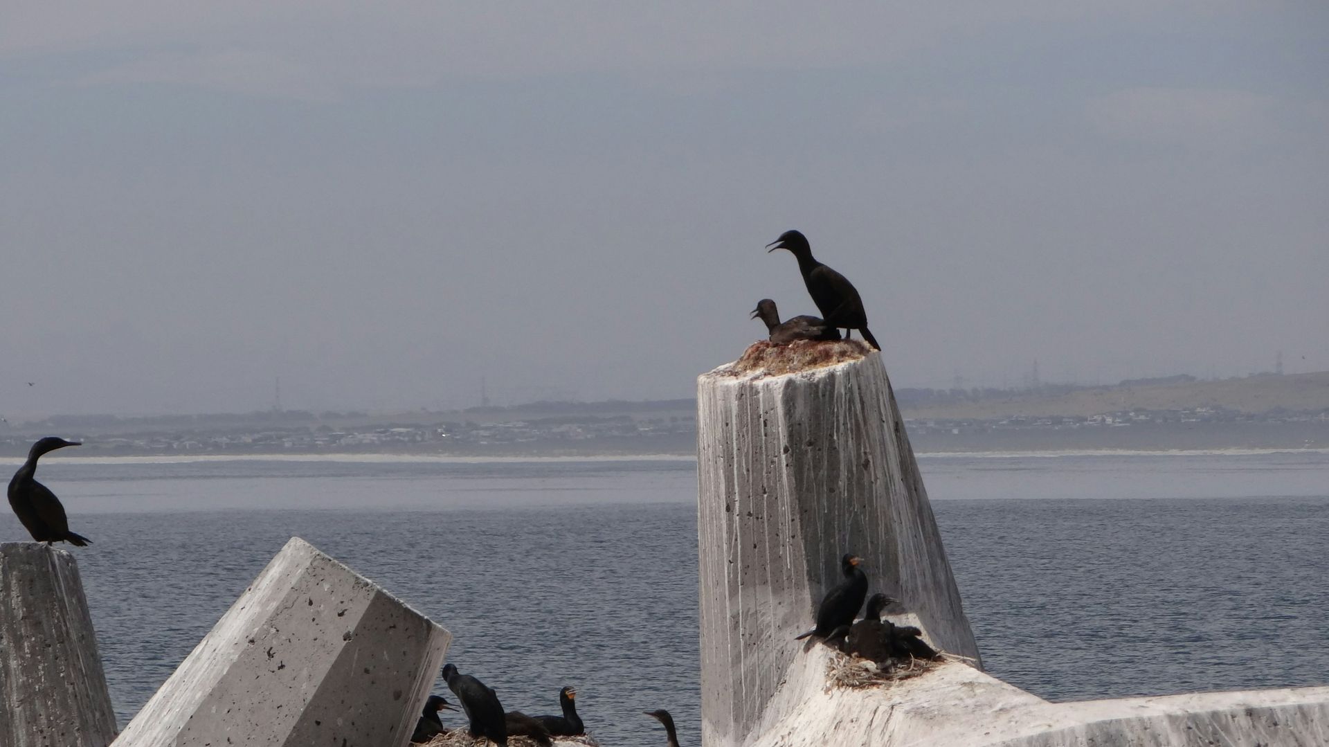 Robbeneiland - symbool van vrijheid en veerkracht | Matoke Tours