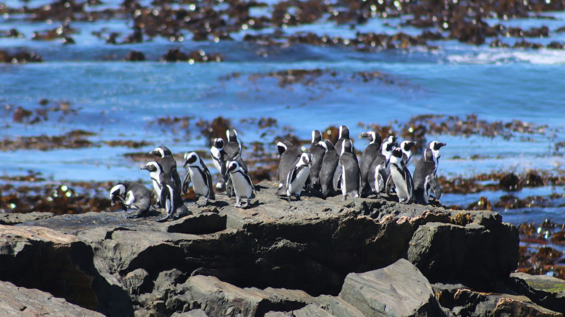 Robbeneiland - symbool van vrijheid en veerkracht | Matoke Tours