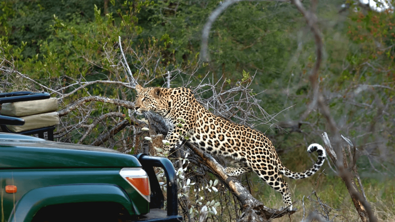 Simbavati Amani » Zuid Afrika » Matoke Tours